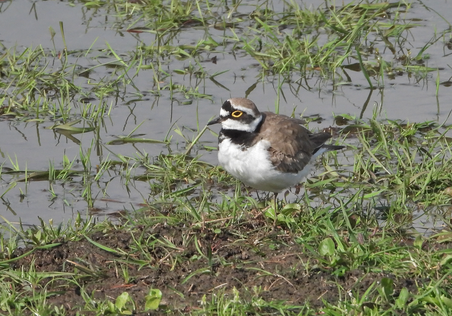 Charadrius dubius Little Ringed Plover Kleine Plevier